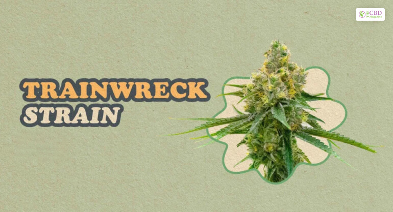 Trainwreck Strain