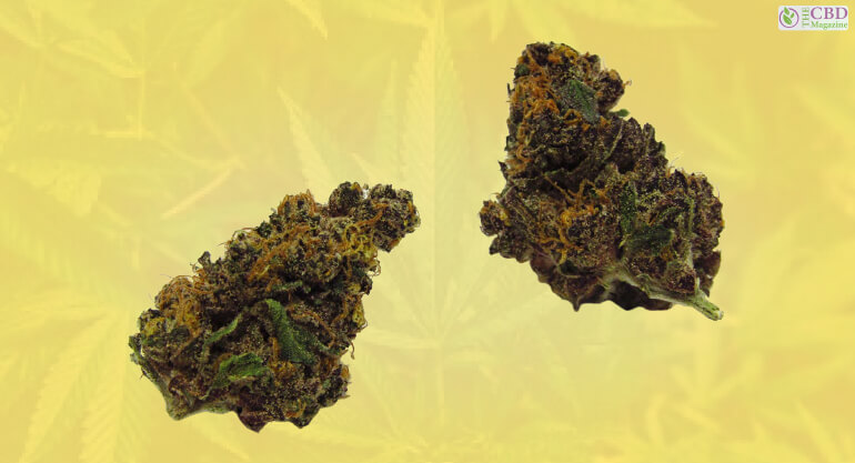 What Is Dragon Fruit Strain