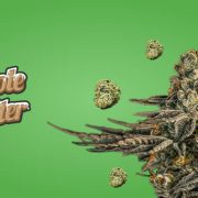 Apple Fritter Strain