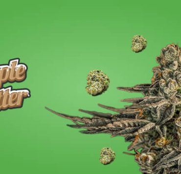 Apple Fritter Strain