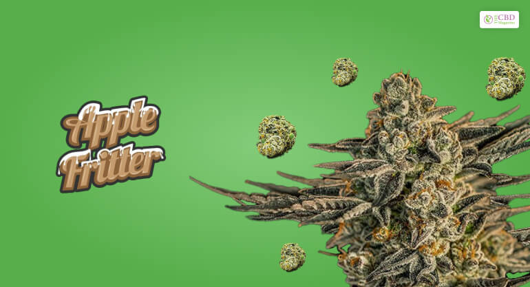 Apple Fritter Strain