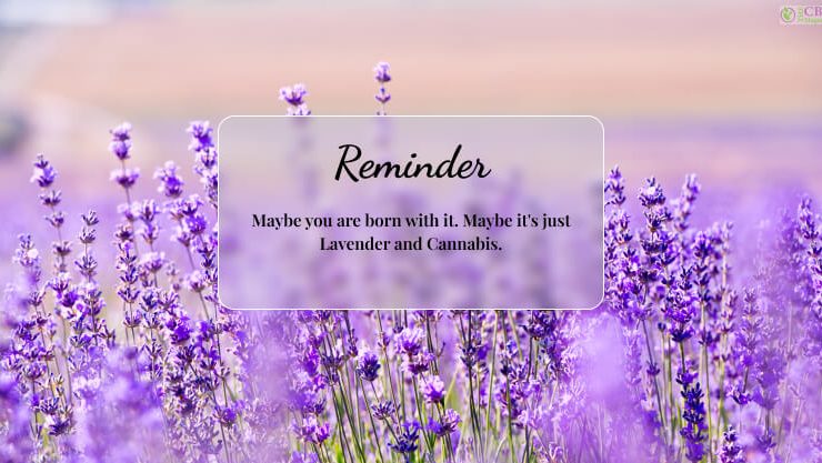 Can You Smoke Lavender