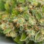 Kryptonite strain