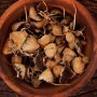 Magic Mushrooms
