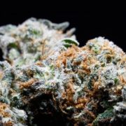 White Truffle Strain