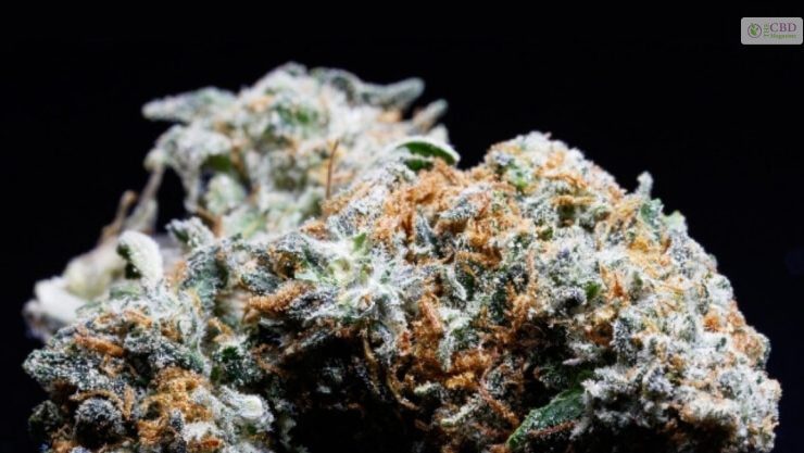 White Truffle Strain