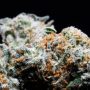 White Truffle Strain