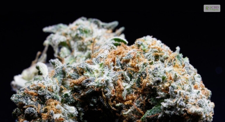 White Truffle Strain