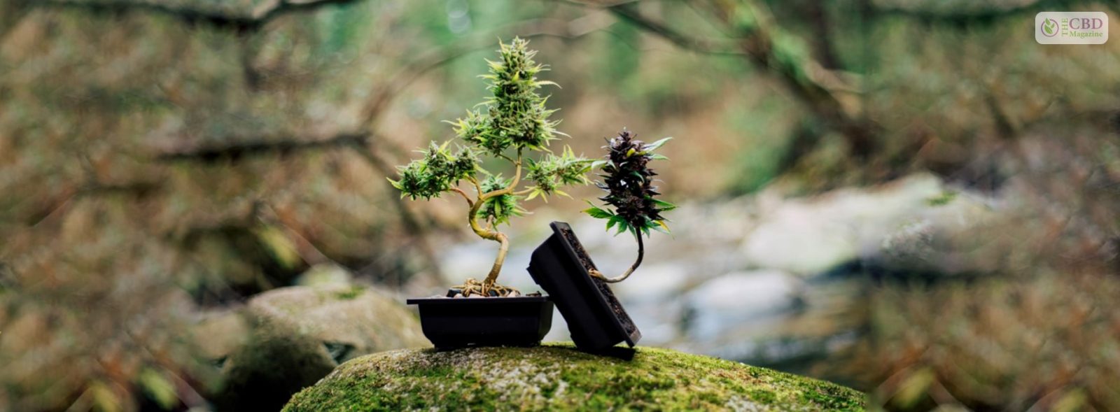 bonsai marijuana