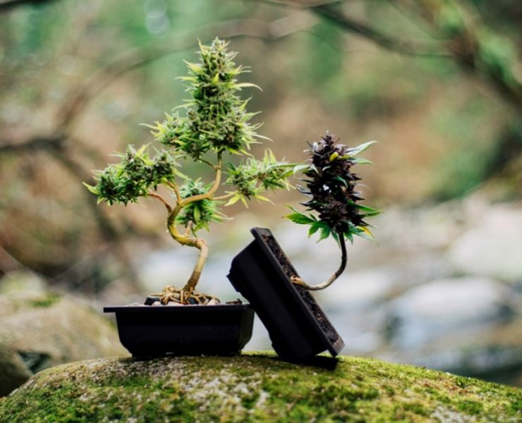 bonsai marijuana
