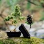 bonsai marijuana