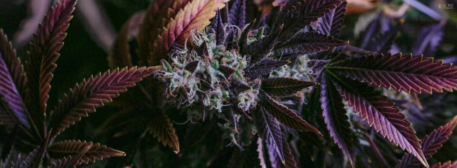 Purple Cookies Strain