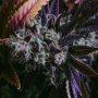 Purple Cookies Strain