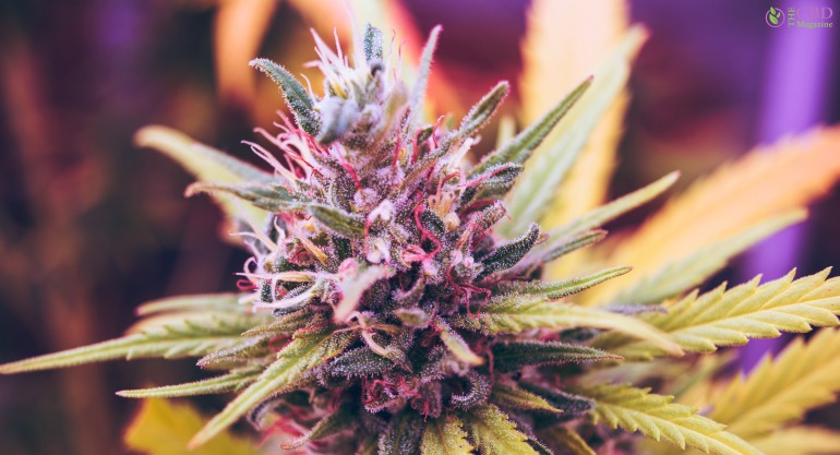 What Makes Purple Weed