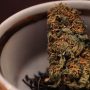Zaza Strain