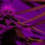 purple weed