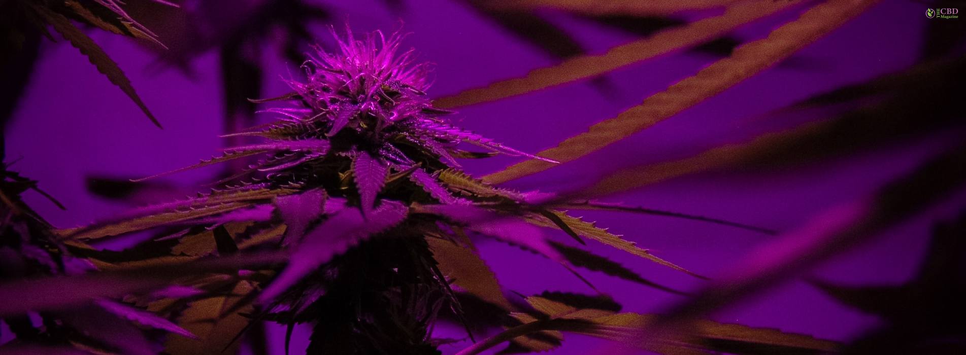 How To Improve Purple Weed?-The Greatest Guidebook