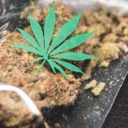 What's A Zip Of Weed