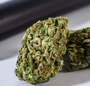 triangle mints strain