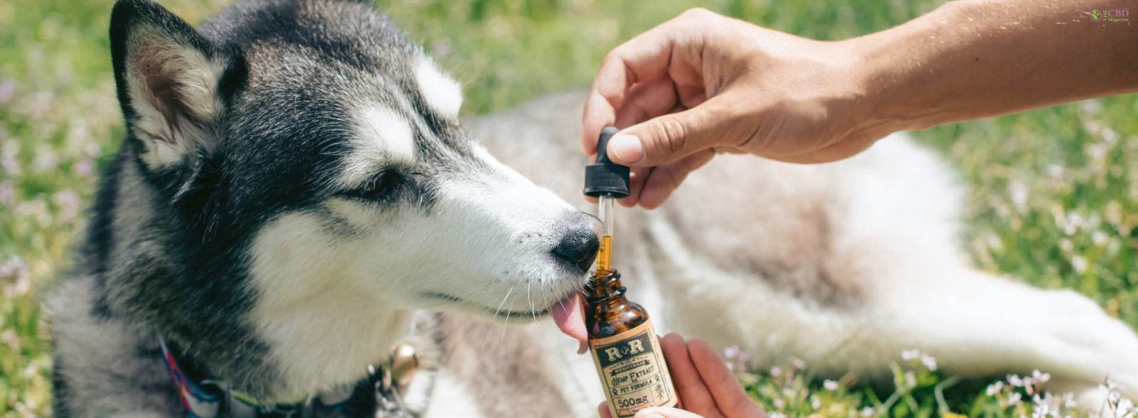 CBD Oil For Dogs