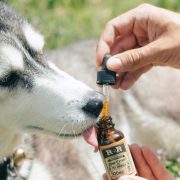 CBD Oil For Dogs
