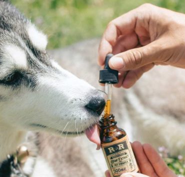 CBD Oil For Dogs