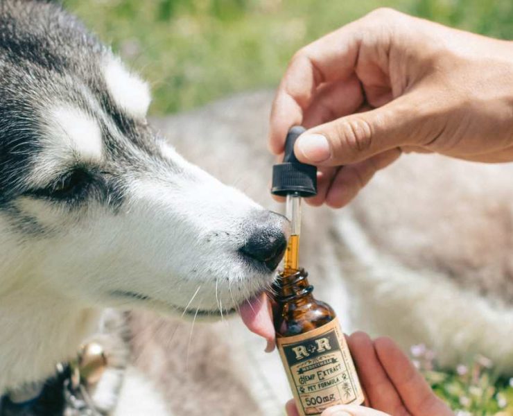 CBD Oil For Dogs