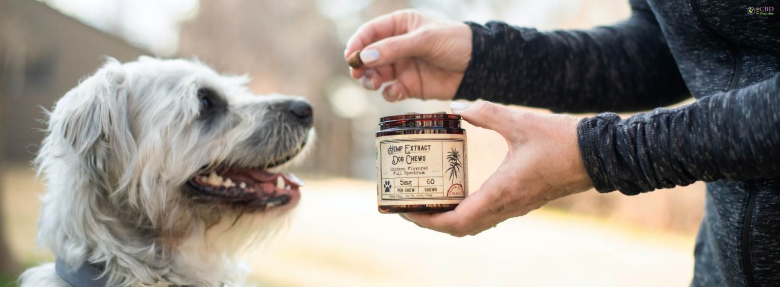 CBD Dosage For Dogs