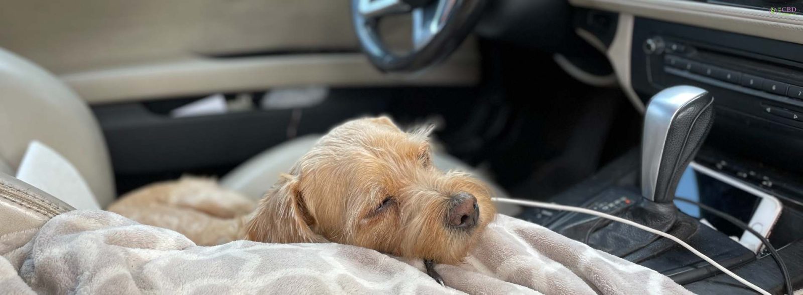 CBD dog car sickness