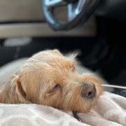 CBD dog car sickness