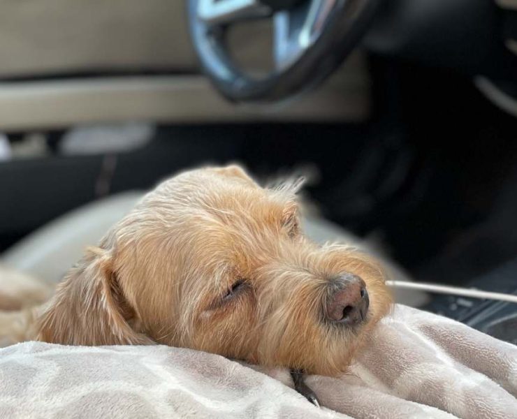 CBD dog car sickness