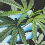 Is Cannabidiol Illegal