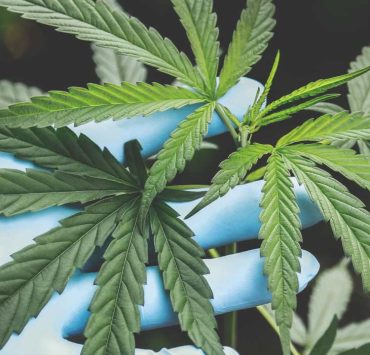 Is Cannabidiol Illegal