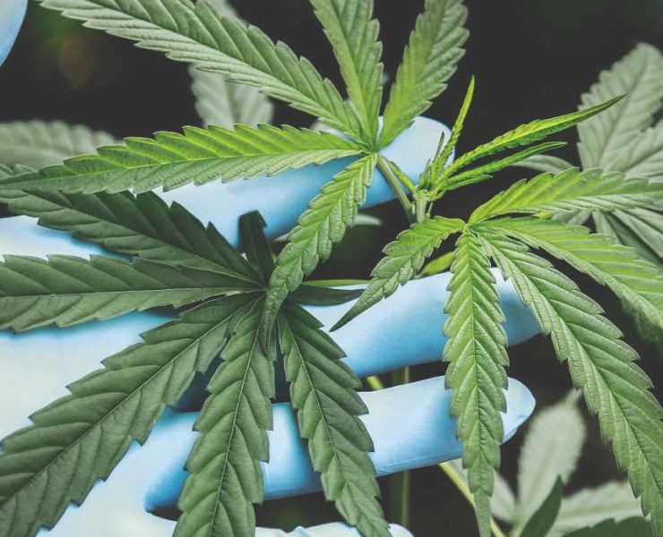 Is Cannabidiol Illegal