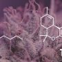 THC vs THCA