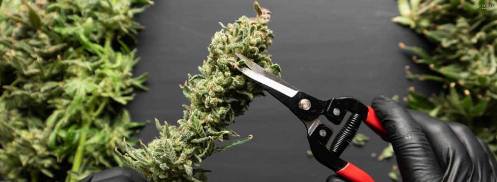 When To Harvest Cannabis