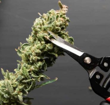 When To Harvest Cannabis