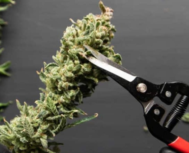 When To Harvest Cannabis