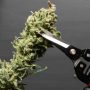 When To Harvest Cannabis