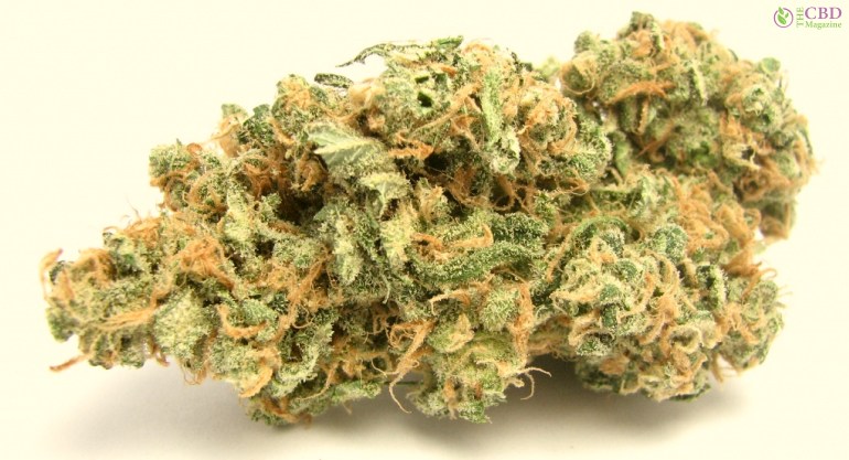 Hybrid Strains
