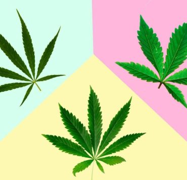 Indica vs Sativa vs Hybrid