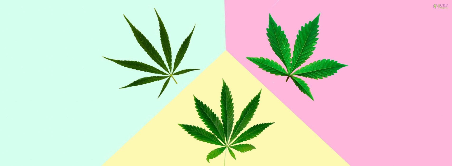 Indica vs Sativa vs Hybrid: Three Major Types Of Cannabis Strains