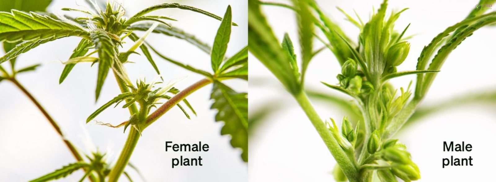 Male Vs Female Weed Plant