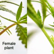 Male Vs Female Weed Plant