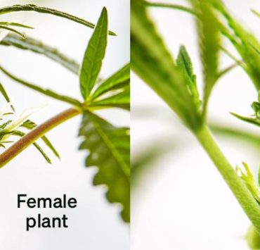 Male Vs Female Weed Plant