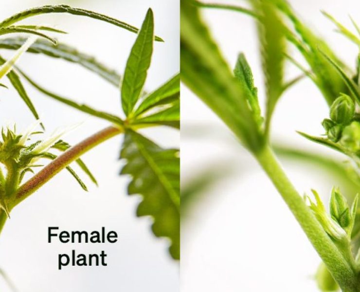 Male Vs Female Weed Plant