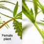 Male Vs Female Weed Plant