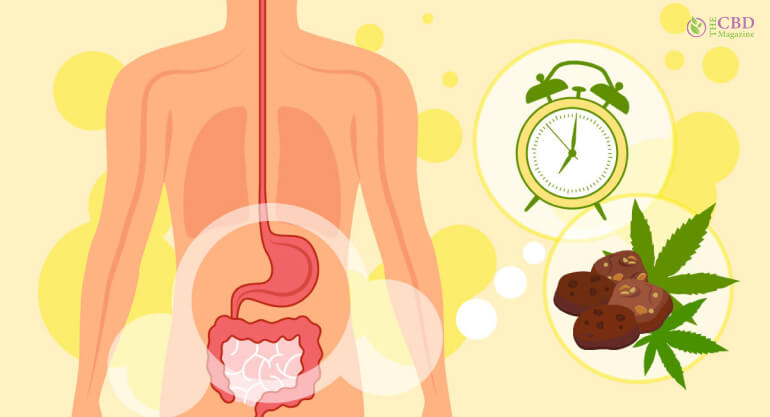 Edibles Stay In Your System