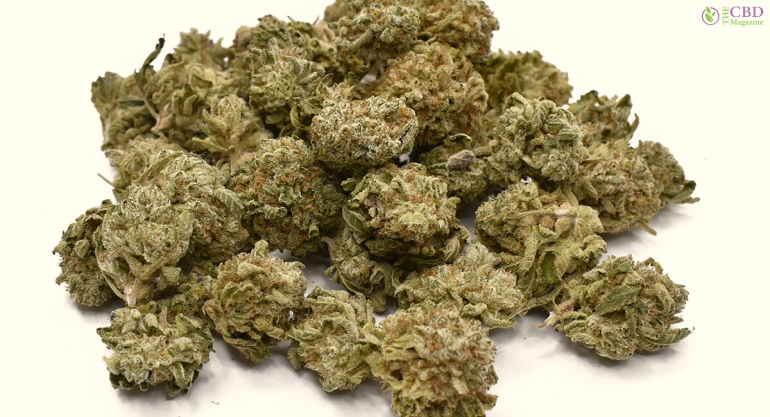 Ice Cream Cake Strain_ Genetics And Appearance