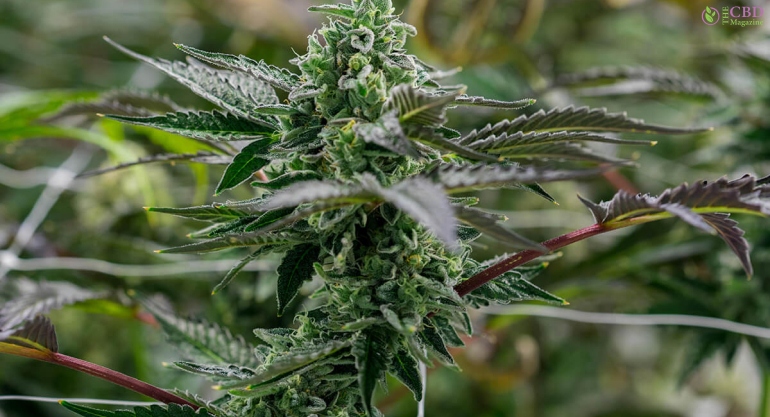 Ice Cream Cake: Flavor, Aroma, And Effects